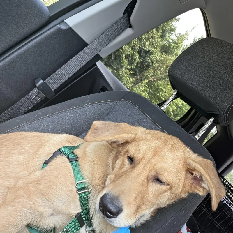 A baby large-sized male Golden Retriever dog named Luke for adoption in Plainfield, IL