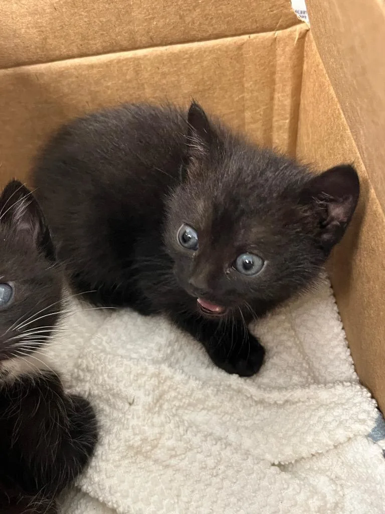 A baby medium-sized female Domestic Short Hair cat named Rose for adoption in Mount Gilead, NC