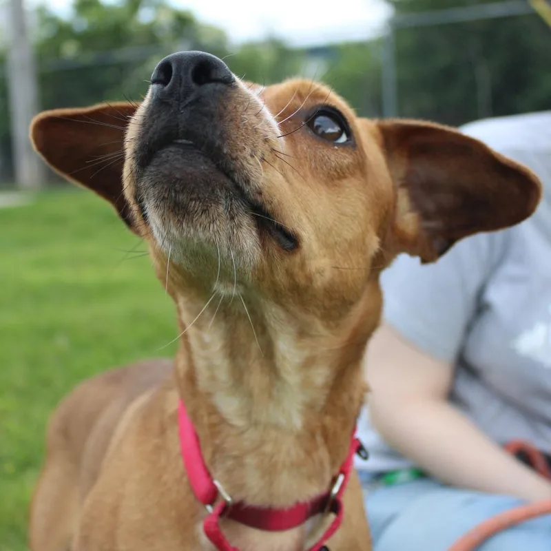 An adult small-sized female Brown / Chocolate Beagle dog named Nola for adoption in Champaign, IL