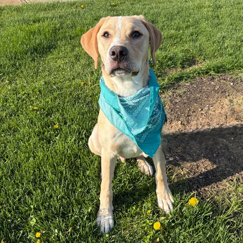 A young medium-sized male Yellow / Tan / Blond / Fawn Mixed Breed dog named Mack for adoption in Canal Winchester, OH