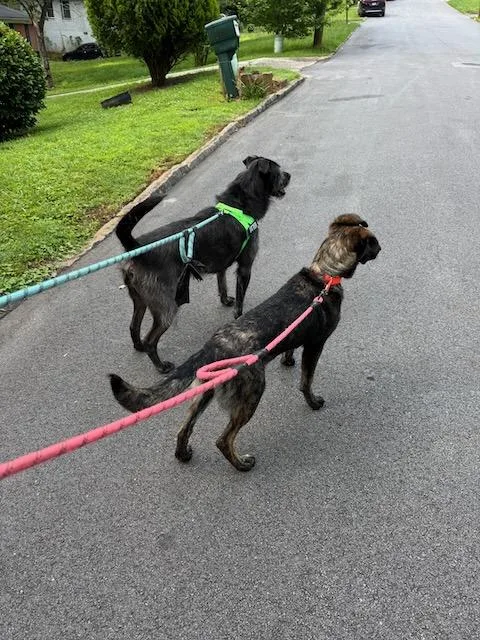A baby large-sized female Brown / Chocolate Dutch Shepherd dog named Ducky for adoption in Alpharetta, GA