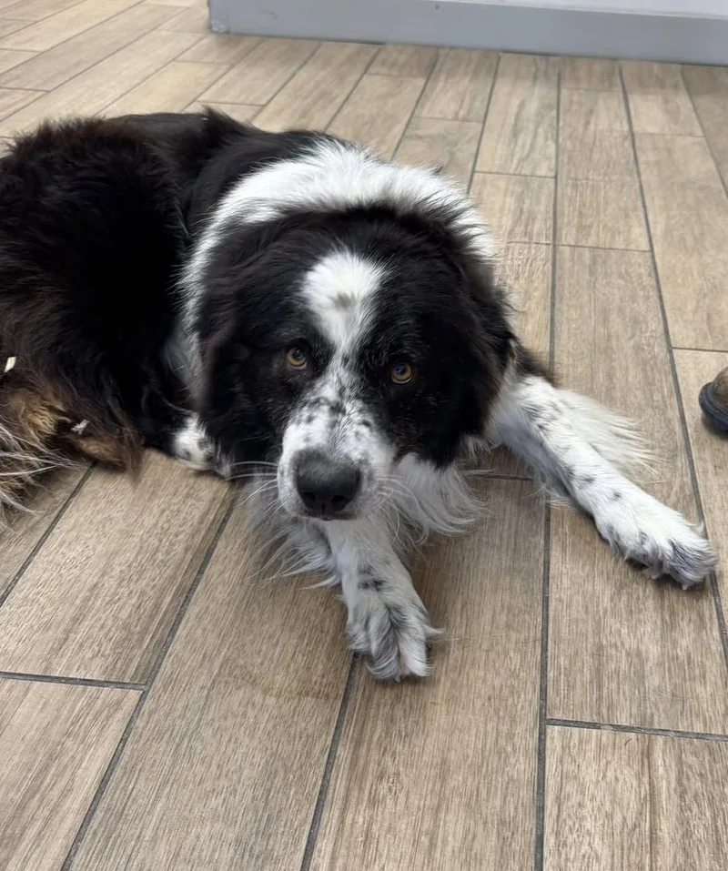 A young medium-sized male Australian Shepherd dog named Dan for adoption in Rowlett, TX