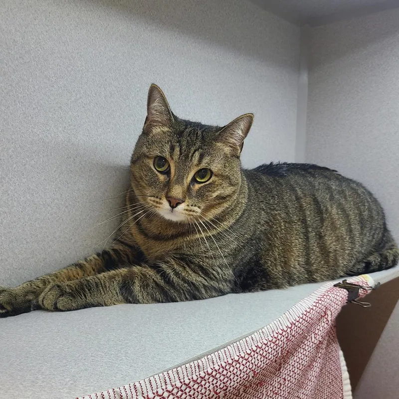 An adult large-sized male Domestic Short Hair cat named Nami for adoption in Pittsburgh, PA