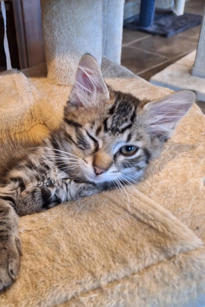 A baby medium-sized female Domestic Long Hair cat named Whistle: DMHDLHC for adoption in Greenville, DE