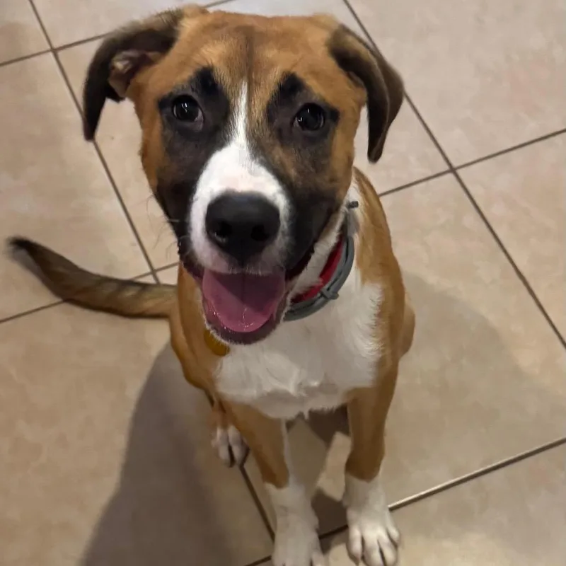 A baby medium-sized female Brown / Chocolate Collie dog named Riley for adoption in Enterprise, AL