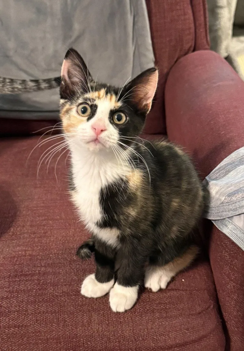 A baby medium-sized female Domestic Short Hair cat named Skye for adoption in Newtown Square, PA