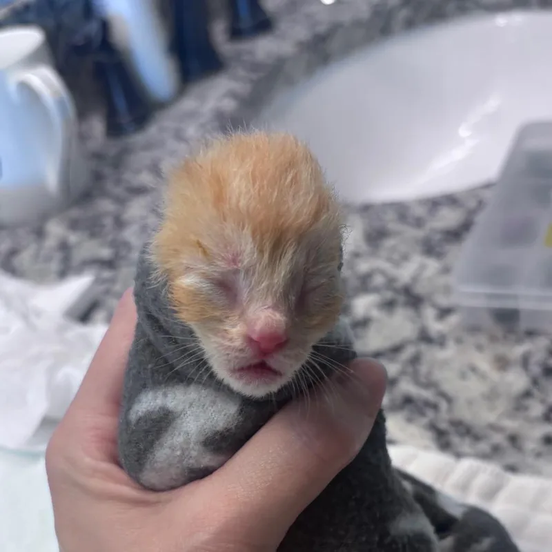 A baby small-sized male Orange / Red Domestic Short Hair cat named Frito for adoption in Springtown, TX