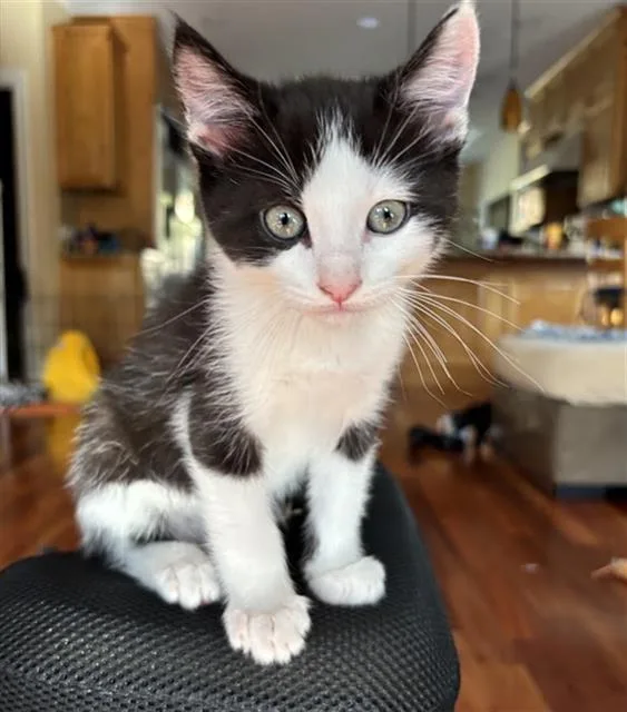 A baby small-sized male Domestic Short Hair cat named Latte for adoption in Santa Clara, CA
