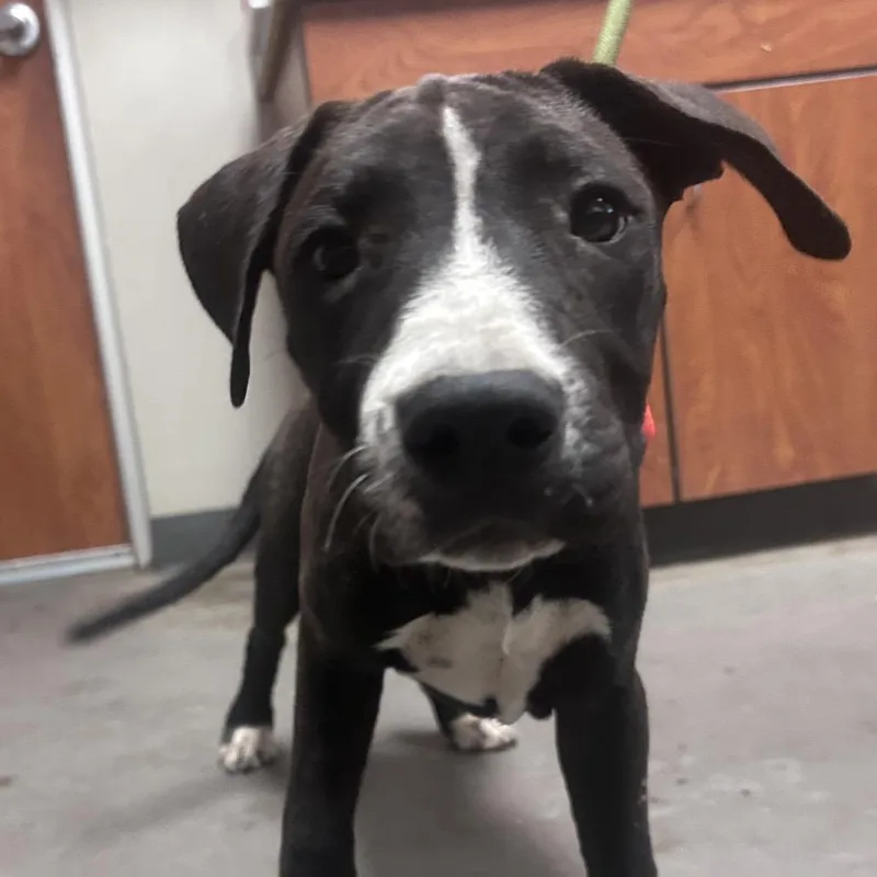A young medium-sized female Black Pit Bull Terrier dog named Dutchess for adoption in Yuma, AZ