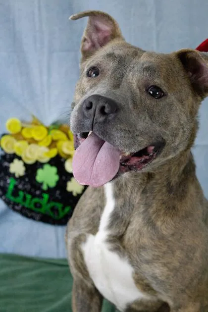 An adult medium-sized male Mixed Breed dog named Rufus for adoption in West Chester, PA