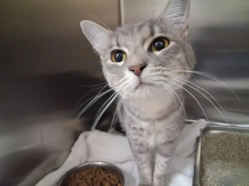 A young small-sized female Domestic Short Hair cat named Gracie for adoption in Santa Fe, NM