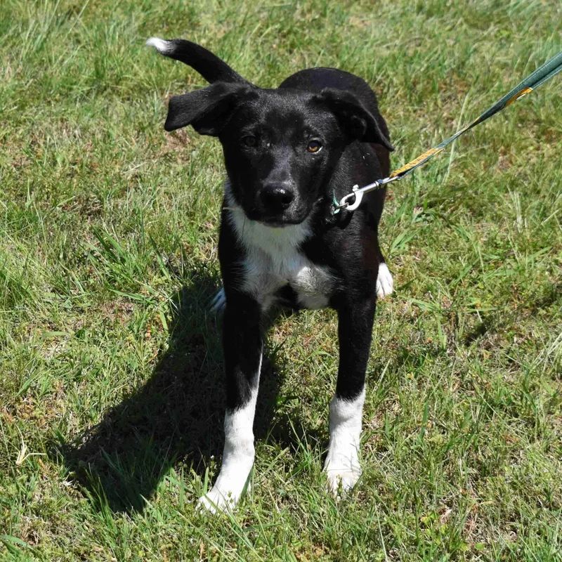A baby medium-sized male Black Mixed Breed dog named Bammbamm for adoption in Searcy, AR