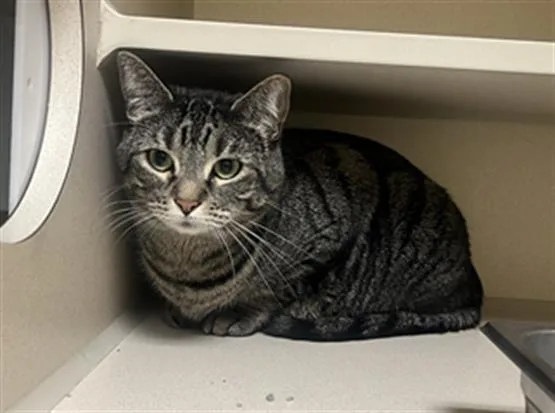 A young medium-sized female Domestic Short Hair cat named Mia for adoption in Denver, CO