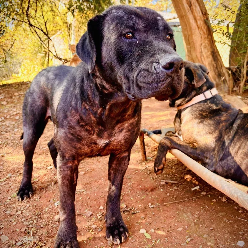 An adult large-sized female Black Pit Bull Terrier dog named Baby Doll for adoption in Dawsonville, GA