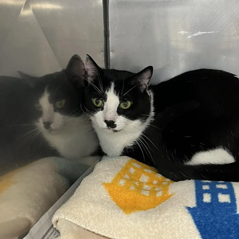 A young medium-sized male Black Domestic Short Hair cat named SVASStray for adoption in Verona, VA