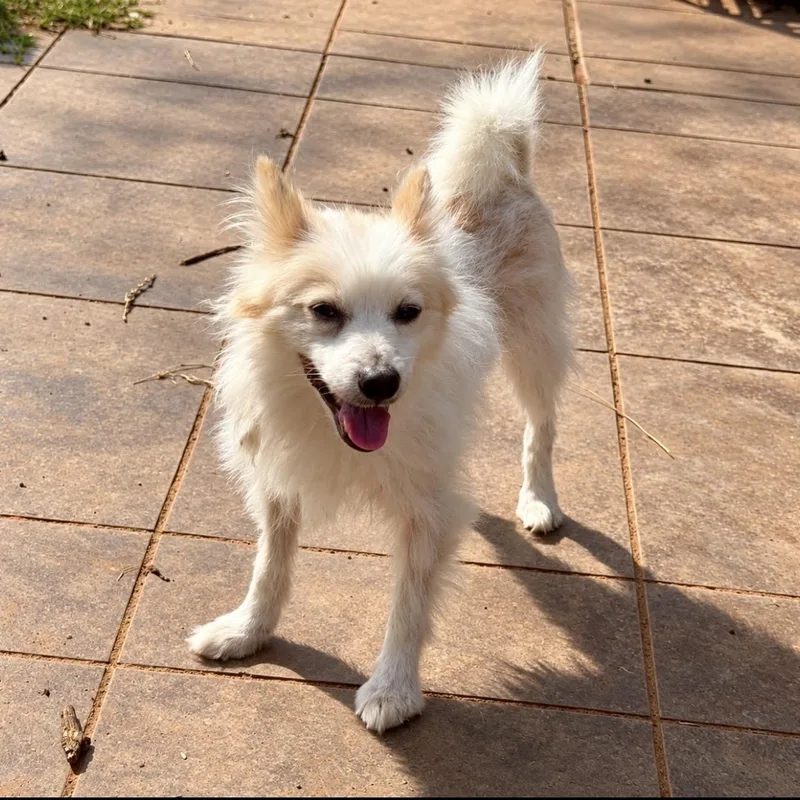 An adult small-sized male White / Cream Pomeranian dog named Peanut for adoption in Pelham, NH