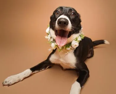 A young medium-sized female Black Border Collie dog named Leia for adoption in Liverpool, TX