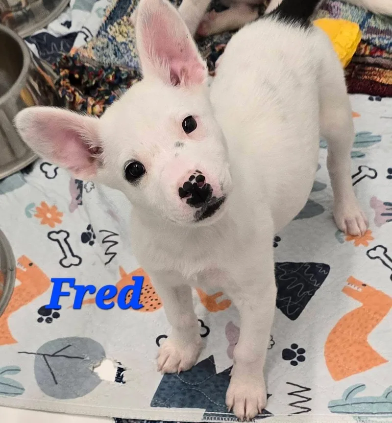 A baby medium-sized male White / Cream Australian Cattle Dog / Blue Heeler dog named Fred for adoption in Mingus, TX