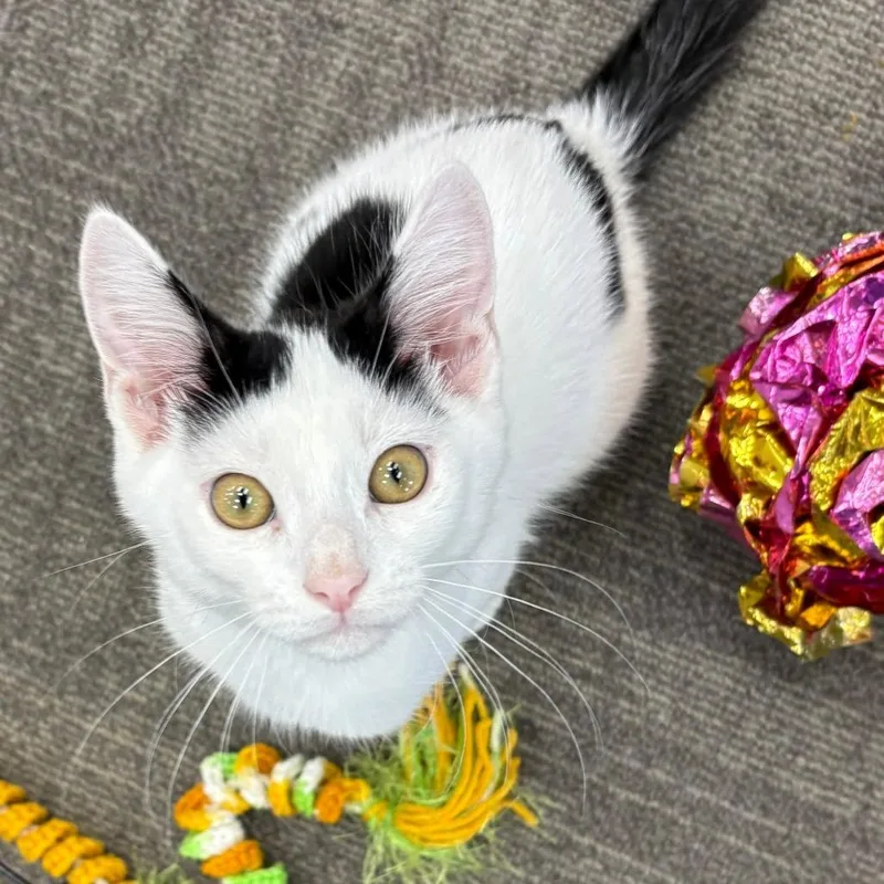 A baby small-sized male White Domestic Short Hair cat named Avalanche for adoption in Hamburg, NY