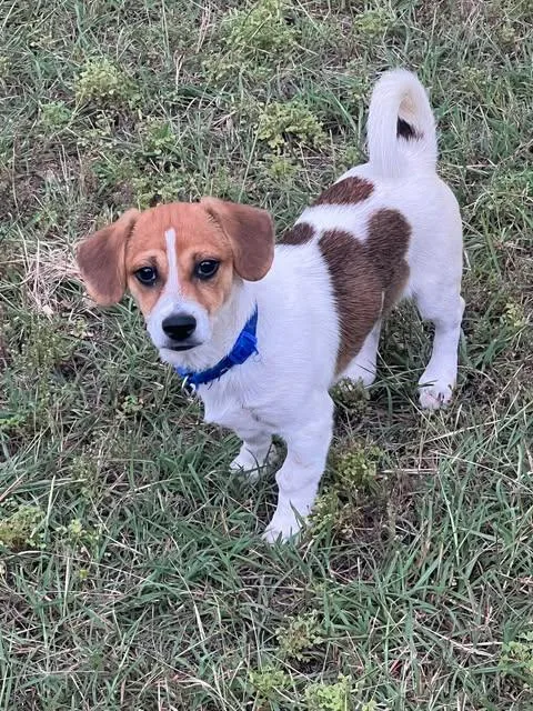 A baby small-sized male Tricolor (Brown, Black, & White) Spaniel dog named Austin for adoption in Vernon, CT