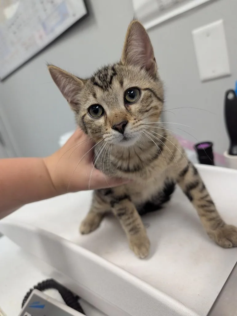 A baby small-sized male Domestic Short Hair cat named Hare for adoption in Angola, IN
