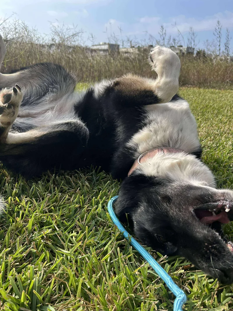 An adult medium-sized female Border Collie dog named Faye for adoption in Spring, TX