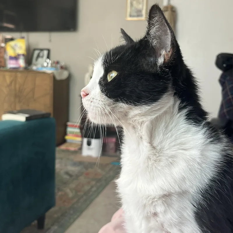 A young medium-sized female Black & White / Tuxedo Domestic Short Hair cat named Minnow for adoption in Tampa, FL