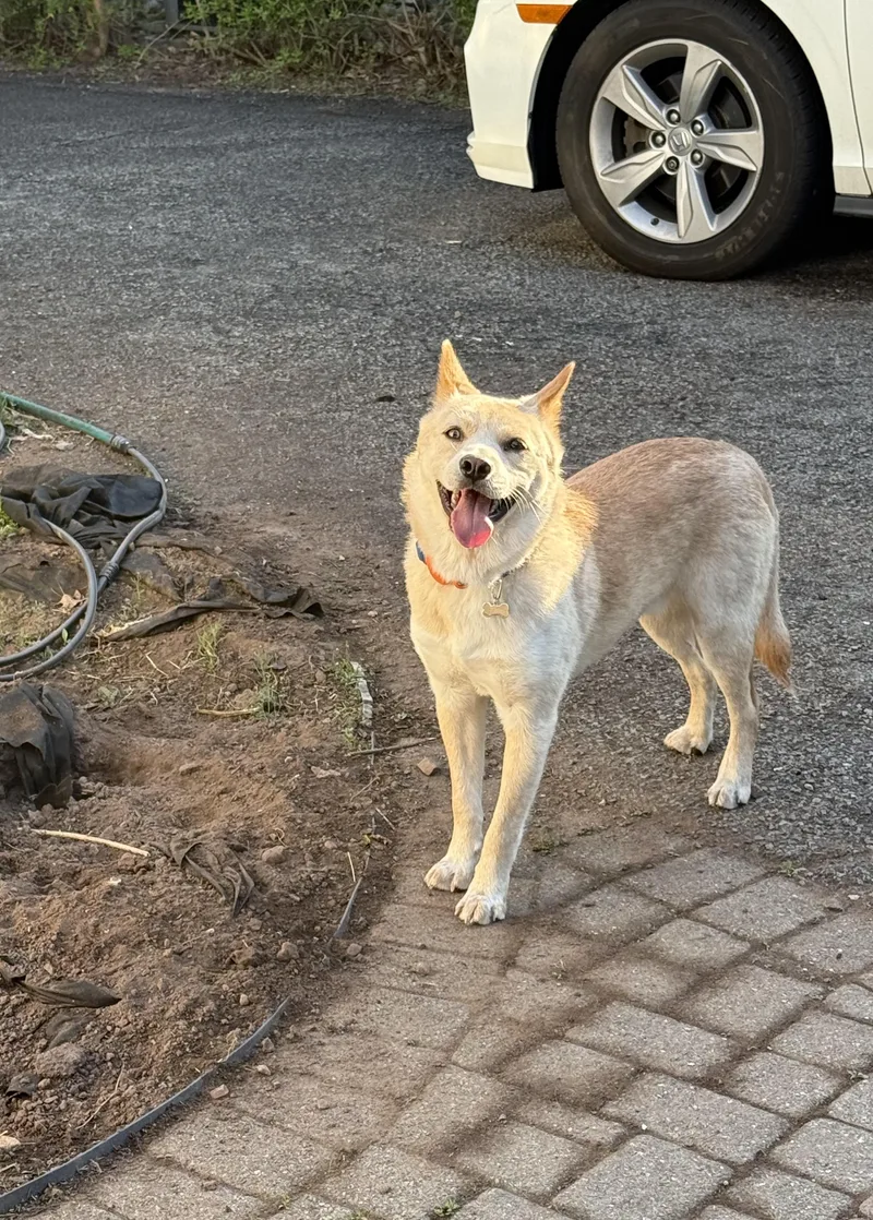 A young medium-sized male Apricot / Beige Jindo dog named Hugo for adoption in San Diego, CA