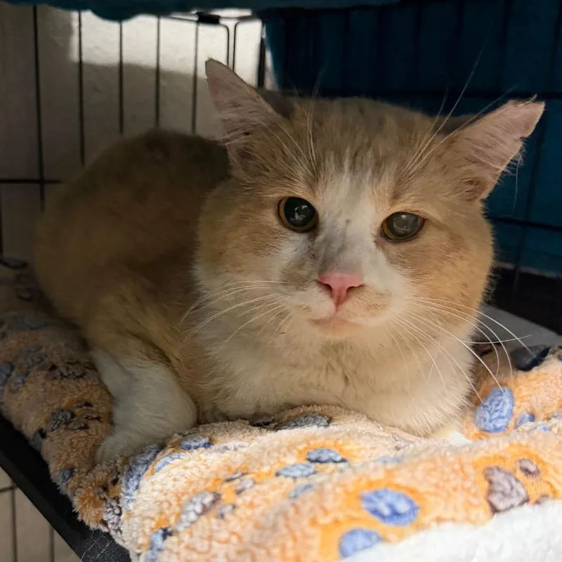 An adult small-sized male Orange / Red Domestic Short Hair cat named Cheddar for adoption in Middleburg Heights , OH