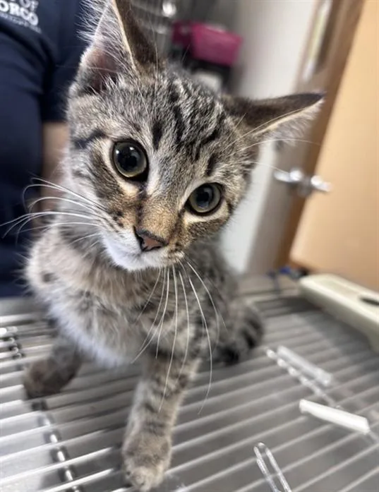A baby small-sized male Domestic Short Hair cat named Gerry for adoption in Norco, CA