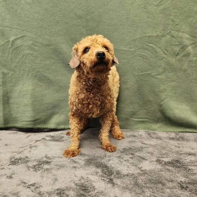 Toto