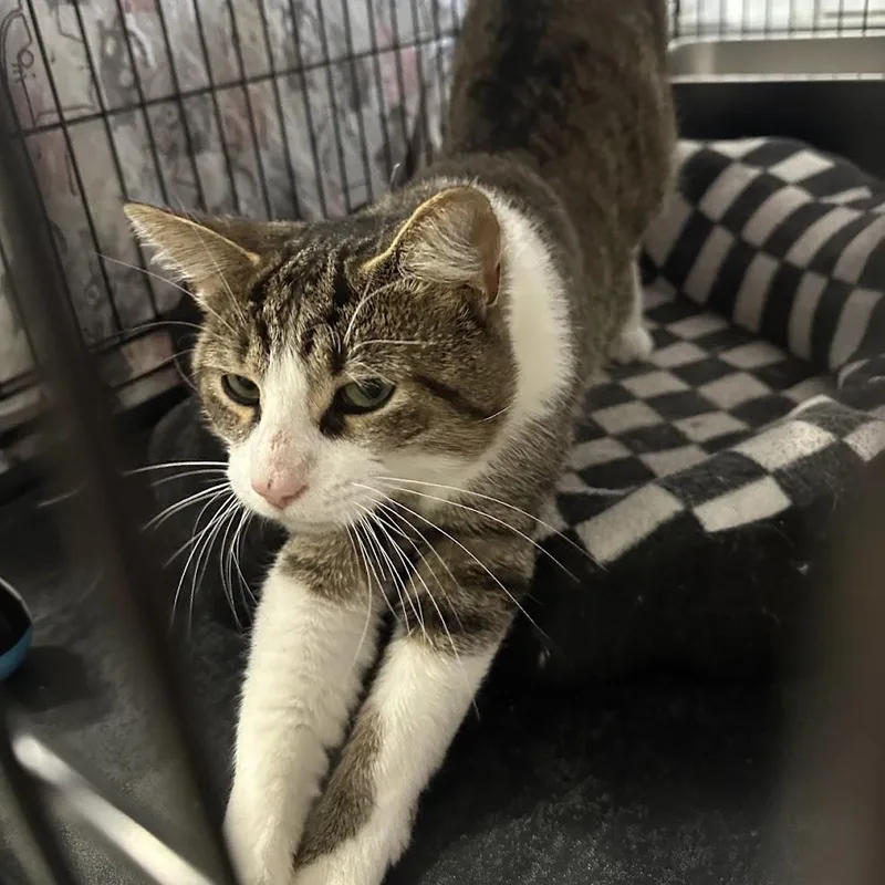 An adult medium-sized male Tabby (Brown / Chocolate) Domestic Short Hair cat named Bo Diddly for adoption in Grand Rapids, MI