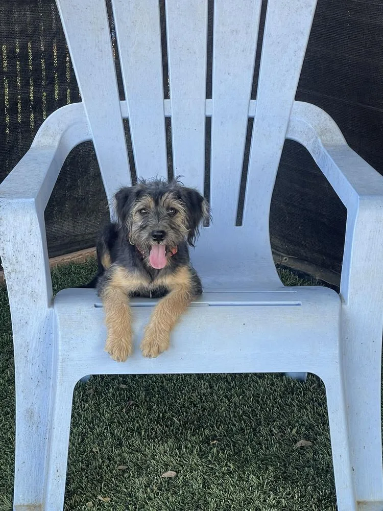 A baby medium-sized female Brown / Chocolate Terrier dog named Mary Kate for adoption in San Diego, CA
