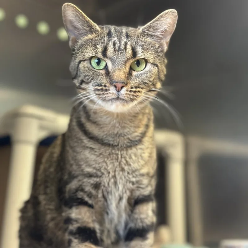 An adult medium-sized female Brown / Chocolate Domestic Short Hair cat named Epiphone for adoption in Columbus, OH