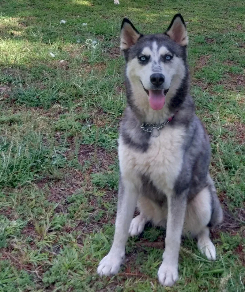 An adult medium-sized female Siberian Husky dog named Wilma for adoption in Cumming, GA