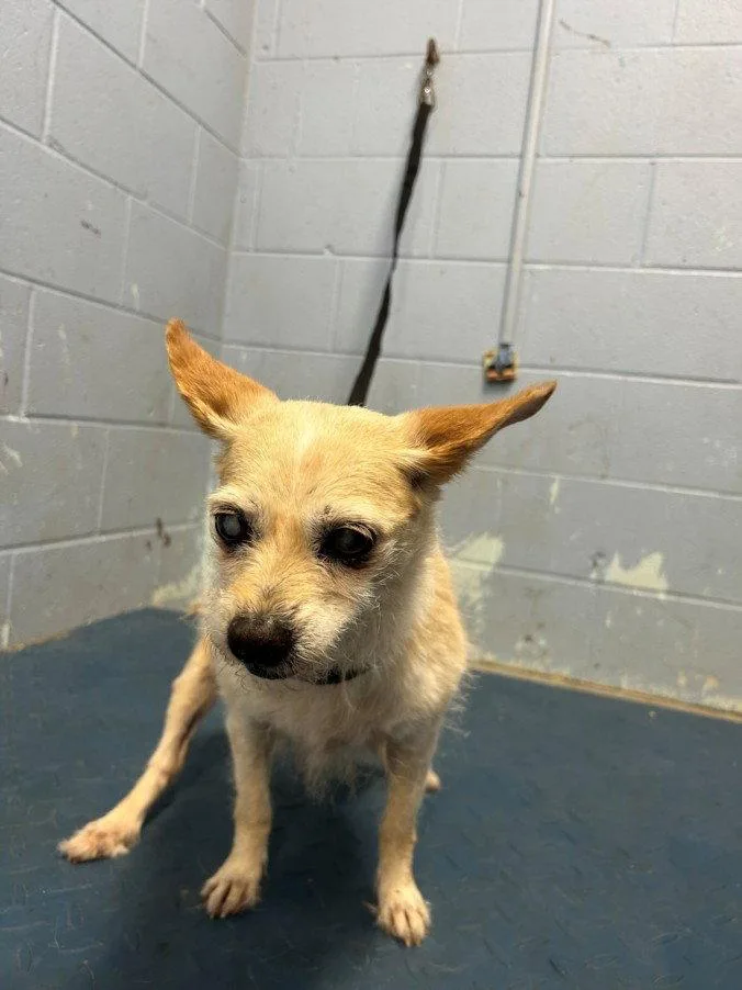 A senior small-sized female Terrier dog named A for adoption in Woodland, CA