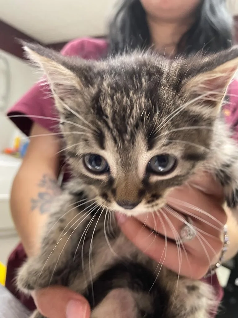 A baby medium-sized female Domestic Short Hair cat named Ms. Marvel for adoption in Fall River, MA