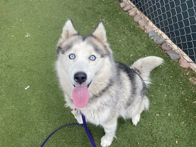 A young large-sized female Siberian Husky dog named Serenity for adoption in Phoenix, AZ