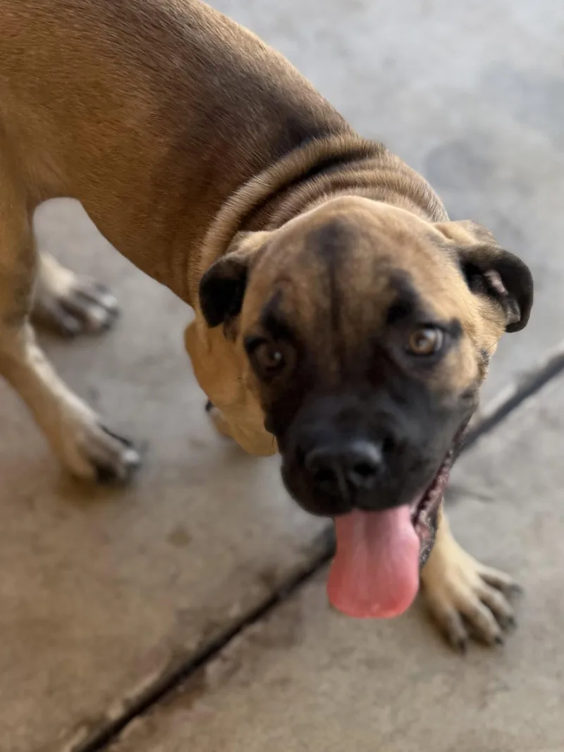 A baby medium-sized female Cane Corso dog named Stella for adoption in Glendale, AZ