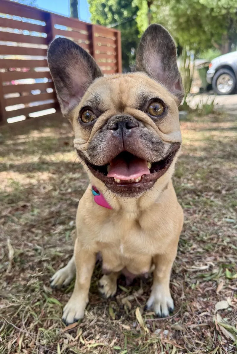 An adult medium-sized female Yellow / Tan / Blond / Fawn French Bulldog dog named London for adoption in Valley Village, CA