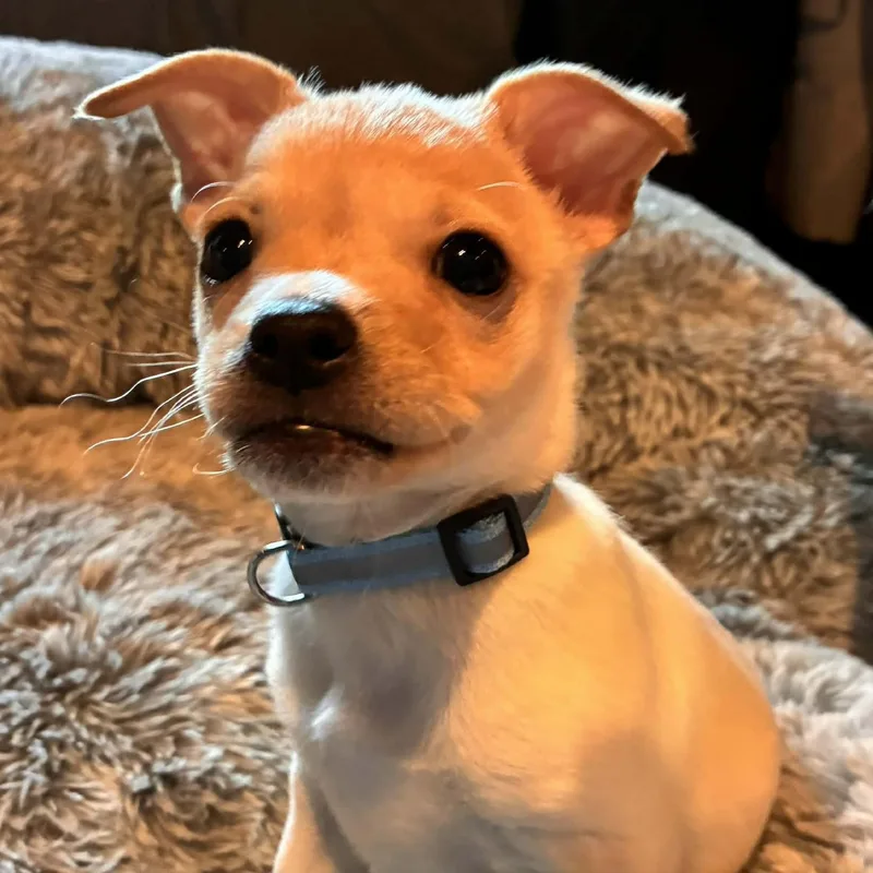 A baby small-sized male Apricot / Beige Chihuahua dog named Gravy for adoption in Hopkinton, MA