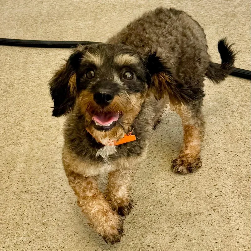 An adult small-sized female Black Cavalier King Charles Spaniel dog named Angelica Missouri JN for adoption in Peyton, CO