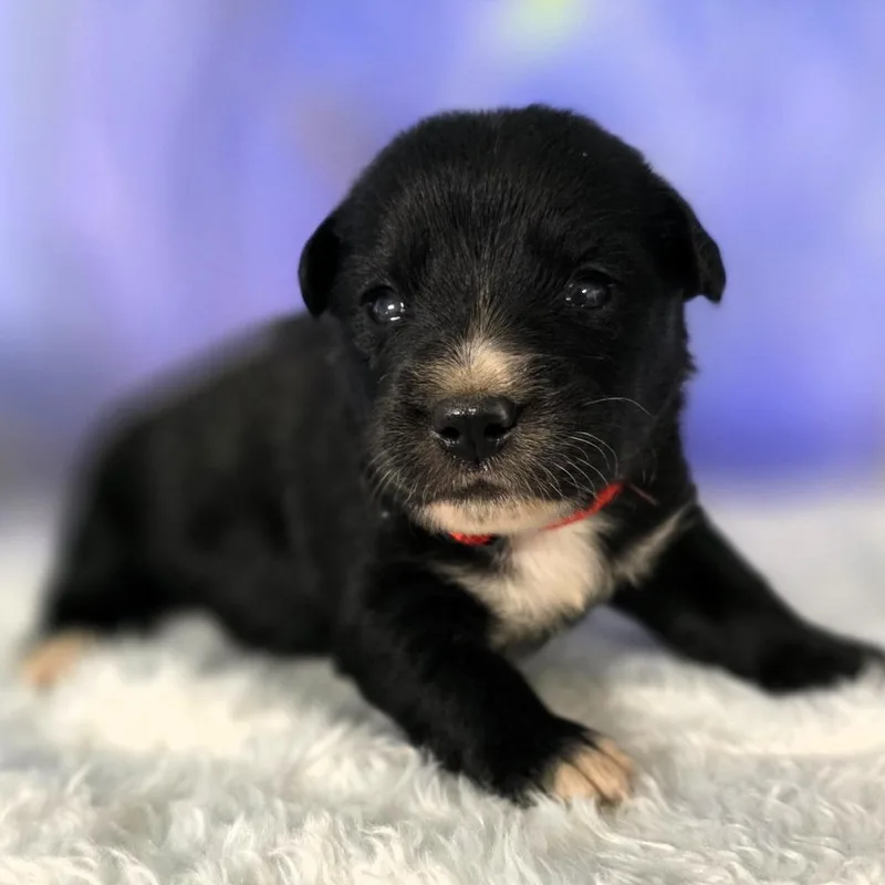 A baby small-sized male Black Mixed Breed dog named Nick Rupert for adoption in Hamilton, GA