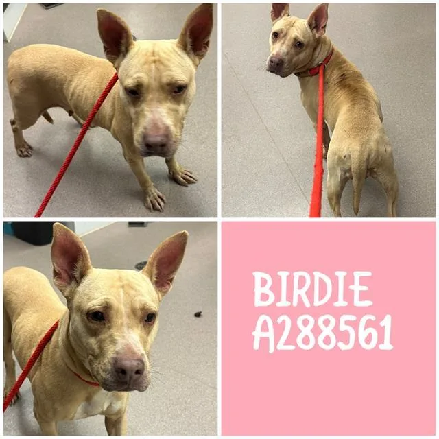 An adult medium-sized female Staffordshire Bull Terrier dog named Birdie for adoption in Macon, GA