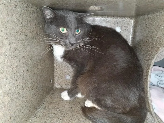 An adult large-sized male Domestic Short Hair cat named Fregon for adoption in Downey, CA