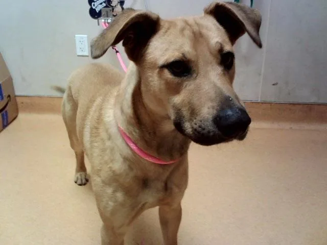 A young small-sized male Black Mouth Cur dog named Randy for adoption in Martinez, CA