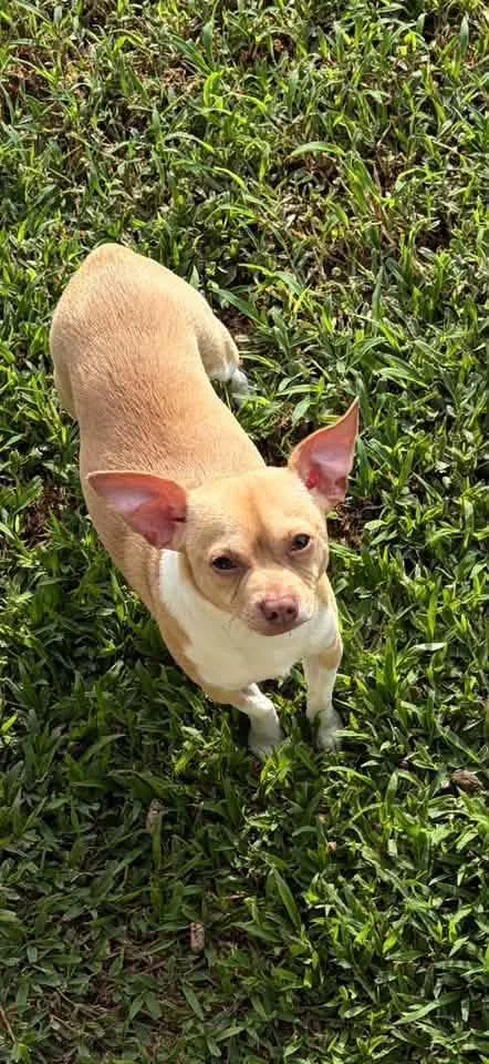 A young small-sized male Chihuahua dog named Stubby for adoption in Walker, LA