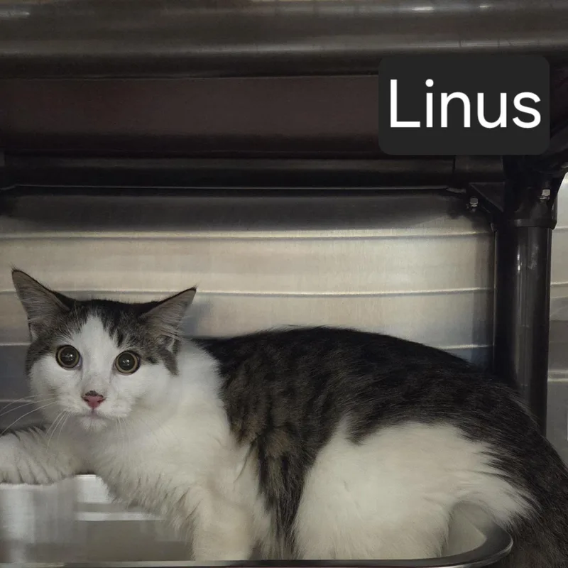 A young large-sized male Tabby (Gray / Blue / Silver) Domestic Short Hair cat named Linus for adoption in SNOW HILL, NC