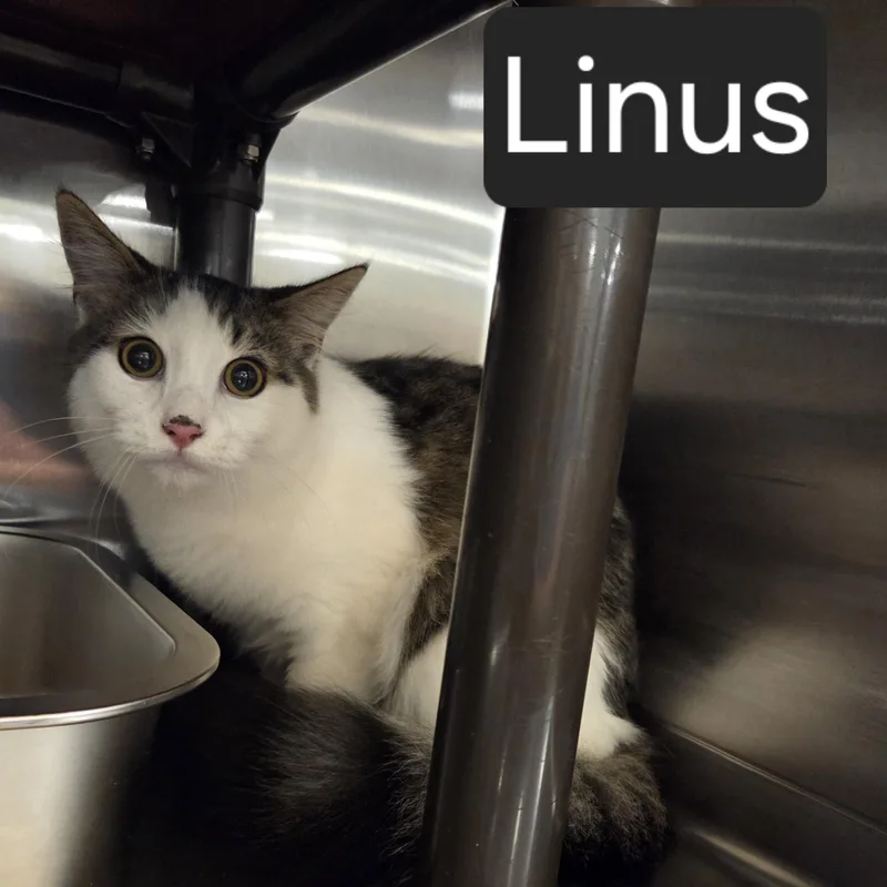 Linus thumbnail 2