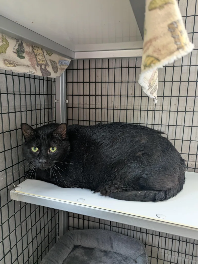 An adult medium-sized male Domestic Short Hair cat named Linus for adoption in Oconto, WI